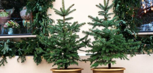 Daj drugie życie swojej choince. W Krakowie rusza zbiórka bożonarodzeniowych drzewek