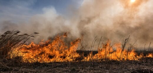 Pożar w Małopolsce. Spłonęło pół hektara traw