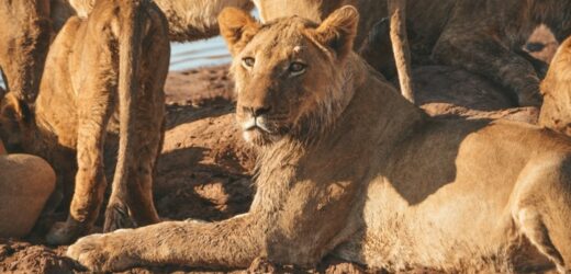 8-letni chłopiec przeżył 5 dni pomiędzy lwami, słoniami i hipopotamami