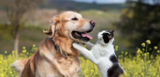 W Mediolanie mogą cię pochować z ulubionym zwierzakiem