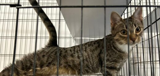 Niespodzianki od RMF FM dla kolejnego schroniska dla zwierząt