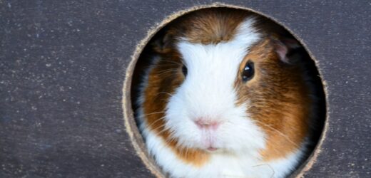 W tramwaju pudełko, w pudełku świnki morskie. Podrzutki z linii nr 8