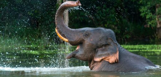 Tragedia podczas kąpania słonia. Zwierzę zabiło 22-latkę