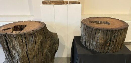 Sensacyjne odkrycie w Polsce. To może być najstarsza barć na świecie!