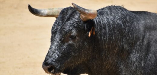 Byki zerwały się z uwięzi, nie żyje mężczyzna. Tragedia w gospodarstwie na Podlasiu