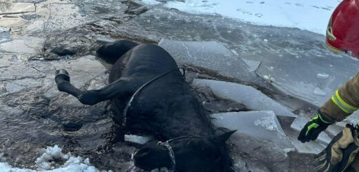 Koń wpadł do zamarzniętego stawu. Groźny finał akcji ratunkowej