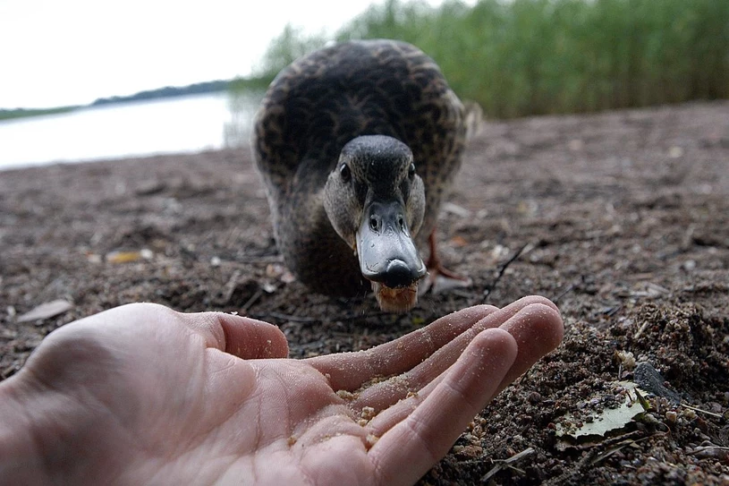 Żyją z ogromnym ciężarem. Z pewnością znasz choć jedną osobę „kaczkę”