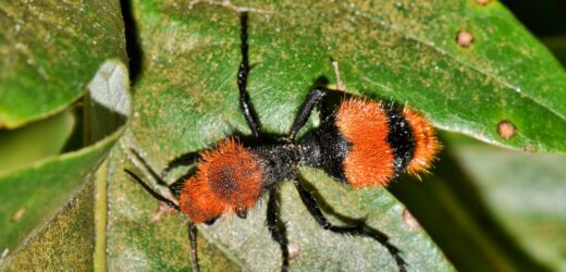 „Zabójca krów”. Jad tej osy może powalić z bólu