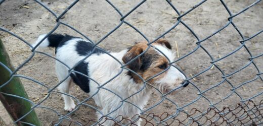Obdarowaliśmy kolejne schronisko. Dary od RMF FM i naszych słuchaczy trafiły do Radlina