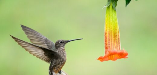 W 2024 roku naukowcy odkryli nowe gatunki ptaków. To pięć ciekawych osobników