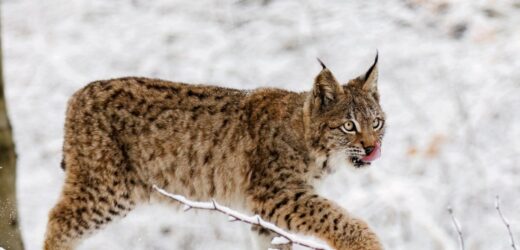 Rysie „lekkomyślnie” zyskały wolność. Szukano ich całą noc