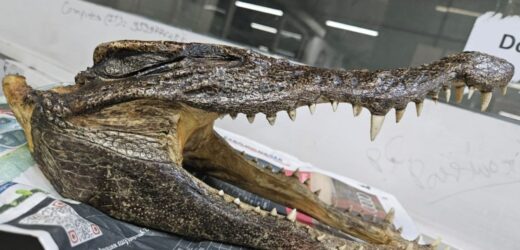 Czaszka krokodyla w bagażu. Zaskakujące odkrycie na lotnisku