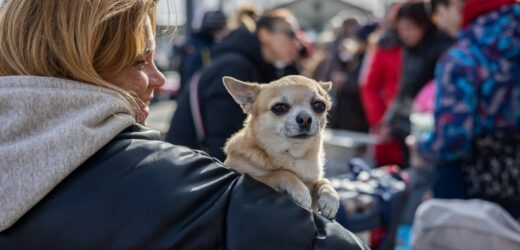 Podatek od psa w 2025 roku. Ile wynosi? Kto nie musi płacić?