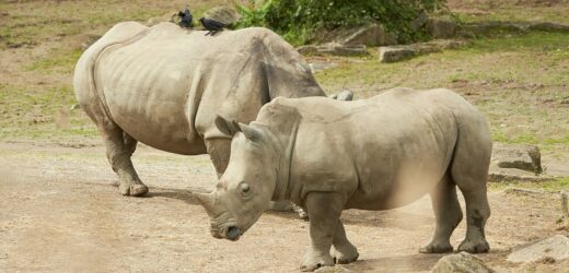 Dramat w zoo. Zebra nie przeżyła ataku nosorożca