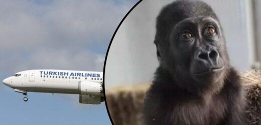 Gorylątko w luku bagażowym. Szokujące odkrycie