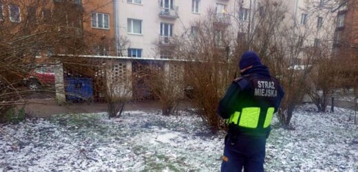 Głowa i skóra dzika znalezione na warszawskiej Pradze