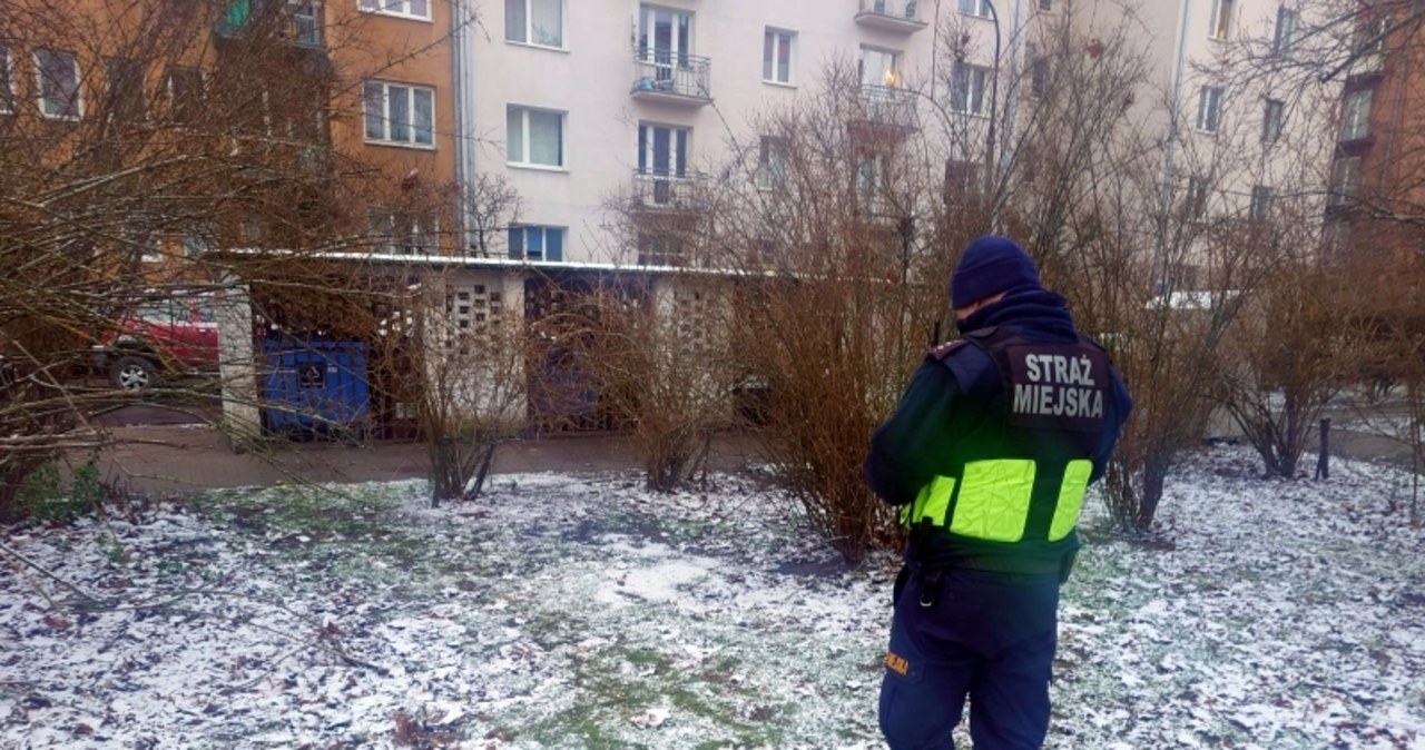 Głowa i skóra dzika znalezione na warszawskiej Pradze