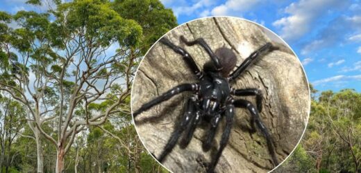 Wielki i jadowity. Nowy gatunek niebezpiecznego pająka