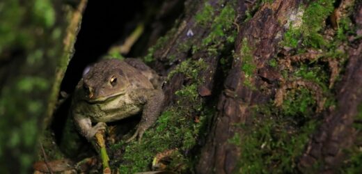 Ropuchy i żaby na drzewach. Zaskakujące obserwacje naukowców z Poznania