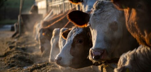 Pryszczyca w Niemczech. Polskie służby wdrażają rygorystyczne kontrole