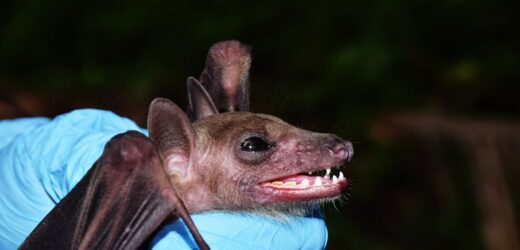 ​Wściekły nietoperz w centrum Poznania. Wyznaczono obszar zagrożony