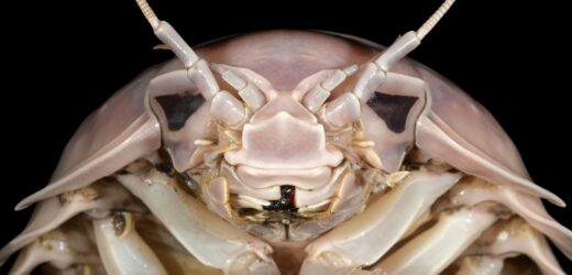 Poznaj podmorskiego Dartha Vadera. To robak gigant