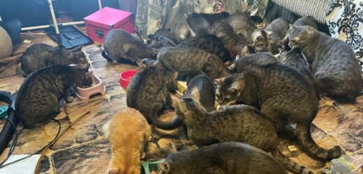 30 kotów bez jedzenia w 30-metrowym mieszkaniu. „Porażka gatunku ludzkiego”