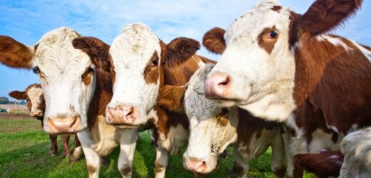 Rolnicy boją się pryszczycy. Na granicy wprowadzono kontrole