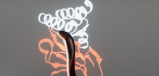 Zaprojektowane przez AI białka neutralizują jad węży