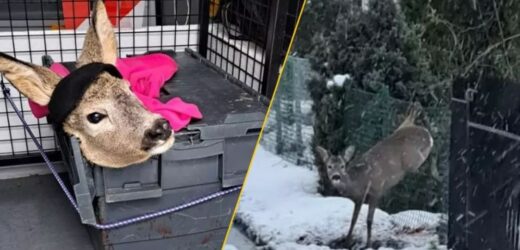 Koziołek zaklinował się w ogrodzeniu. Dramatyczne chwile na działkach