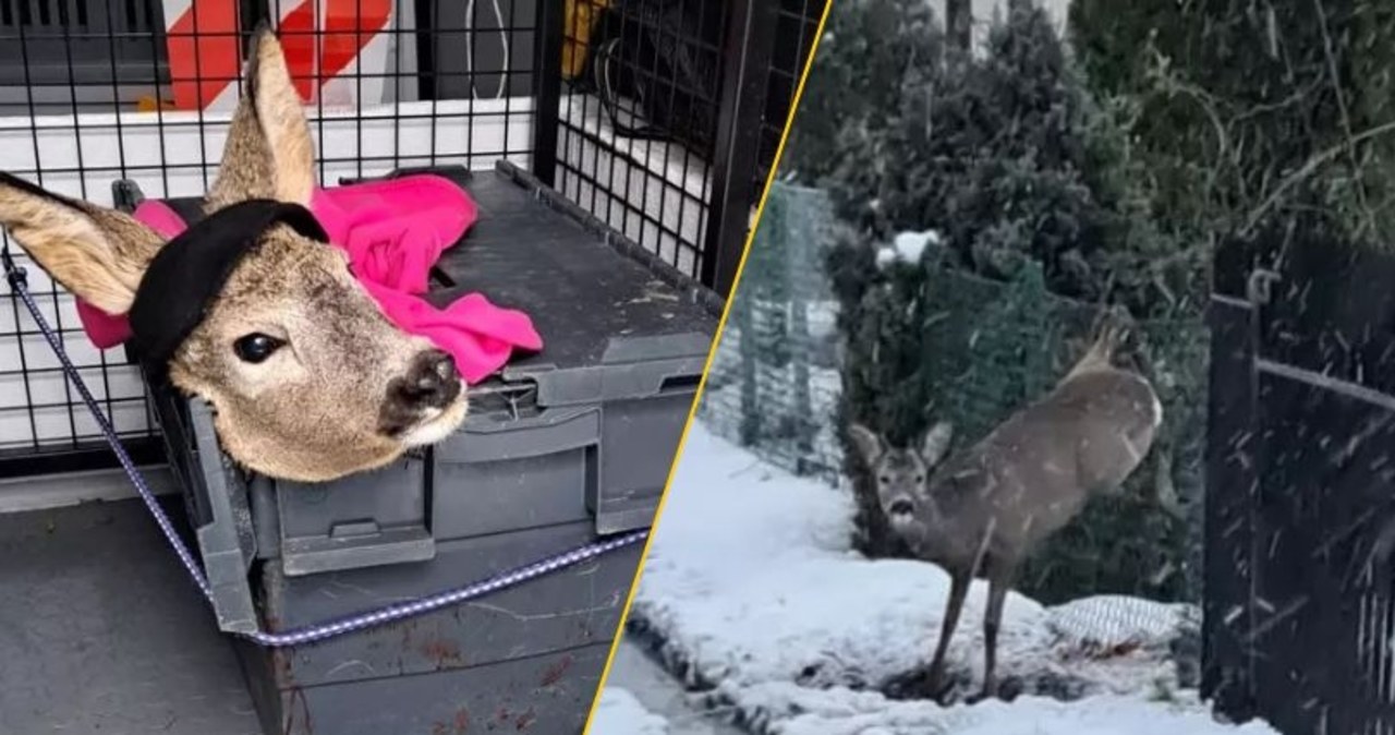 Koziołek zaklinował się w ogrodzeniu. Dramatyczne chwile na działkach