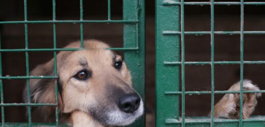 Pożar schroniska w Dąbrówce. Zginęło kilkadziesiąt zwierząt