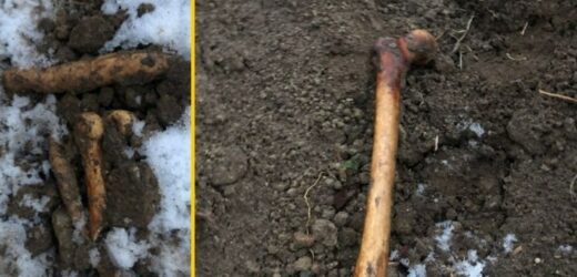 Ludzkie kości znalezione na składowisku ziemi w Pomorskiem