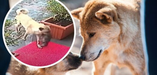 Suczka przyniosła do weterynarza umierającego szczeniaka. Wzruszające nagranie