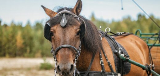 Myli konia na myjni ręcznej. Namierzyła ich policja