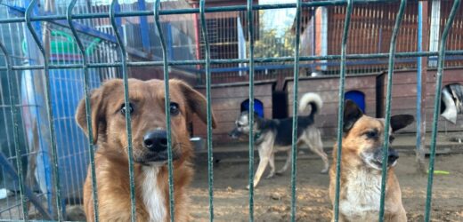 Po pożarze schronisko w Dąbrówce apeluje o adopcje psów