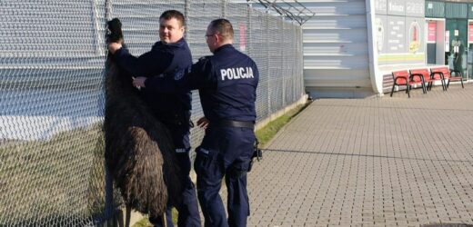 Struś na lotnisku w Świdniku biegł do terminala [FILM]
