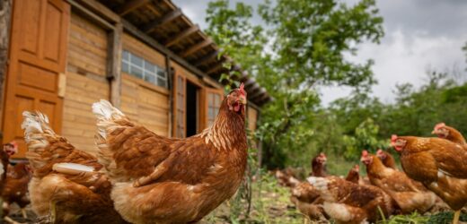 Małopolskie: Apel do hodowców. Ogniska rzekomego pomoru drobiu w dwóch powiatach