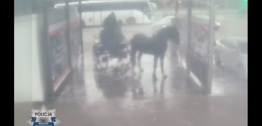 Myli konia na myjni ręcznej. Policja ustala, czy doszło do znęcania się nad zwierzęciem