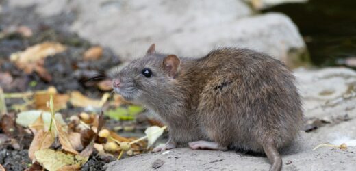 Szczurzy narkomani w Teksasie niszczą dowody przestępstw