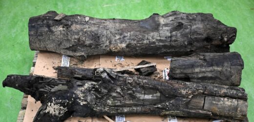 ​Drewniane kłody z kopalni bursztynów. Mają 38 mln lat