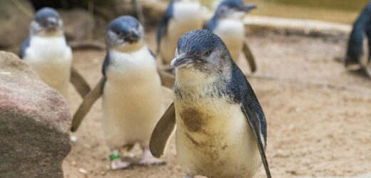 Pingwiny nie takie wiernie. Naukowcy obalają mit o monogamii