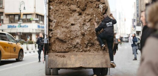 Aktywiści próbowali zrzucić obornik na ulicę. Mróz spłatał im figla