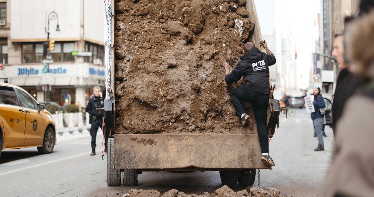 Aktywiści próbowali zrzucić obornik na ulicę. Mróz spłatał im figla