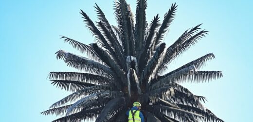 „Nie ma podręcznika, jak produkować liście palmy”. Polscy naukowcy podołali wyzwaniu