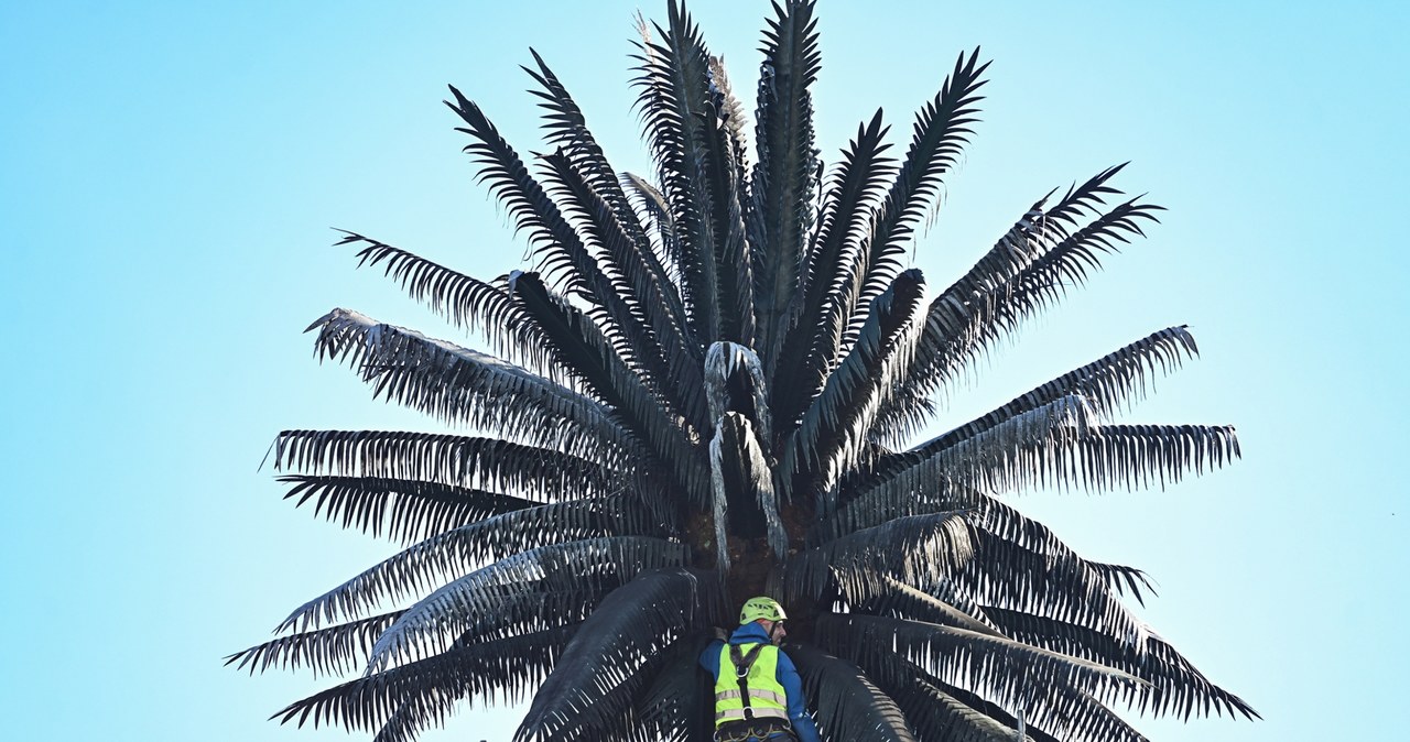 „Nie ma podręcznika, jak produkować liście palmy”. Polscy naukowcy podołali wyzwaniu