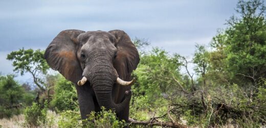 Brutalny atak słonia w RPA. Nie żyje starszy turysta