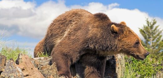 Drony płoszą niedźwiedzie skuteczniej niż psy [FILMY]