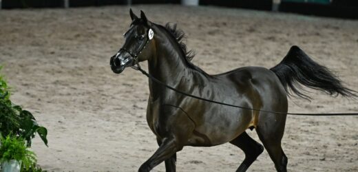 Stadnina w Janowie Podlaskim pod lupą prokuratury