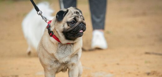 Leżała martwa kilka dni. Mopsy częściowo zjadły jej ciało